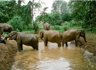 5 curiosidades sobre o documentário “Elefantes: Em Nome da Liberdade”