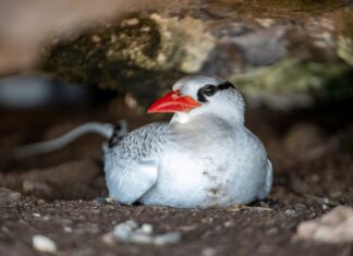 National Geographic apresenta as belezas da Costa Brasileira na nova temporada de “Brasil Selvagem”