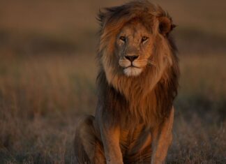 Agosto traz estreias imperdíveis nos canais National Geographic e Nat Geo Wild